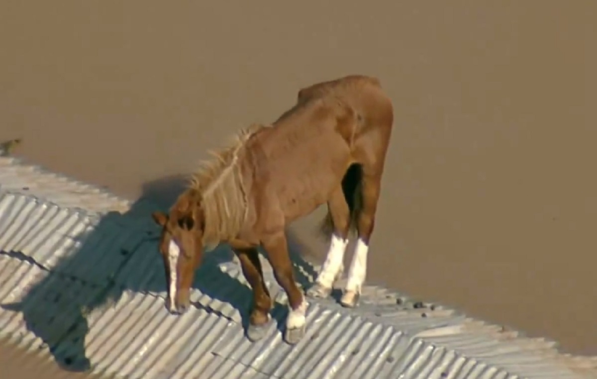 En Brasil rescatan a un caballo que quedó atrapado en un techo