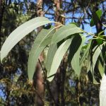 Un equipo de científicos descubrió que las hojas de los árboles de eucalipto guardan uno de los mayores secretos de la naturaleza.