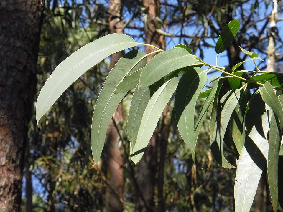 Un equipo de científicos descubrió que las hojas de los árboles de eucalipto guardan uno de los mayores secretos de la naturaleza.