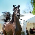 Una rara enfermedad ha sido detectada en un caballo en el cantón Samborondón, en la provincia del Guayas.