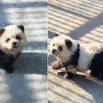 Pintan a dos perritos para que parezcan osos panda