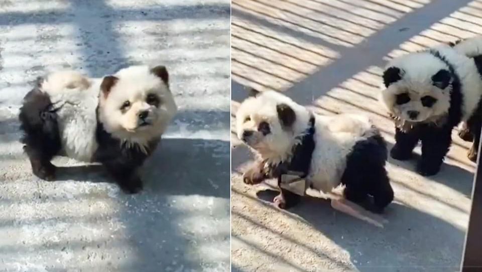 Pintan a dos perritos para que parezcan osos panda