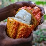 Nuevo chocolate que sustituye azúcar por gelatina del cacao