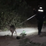 Policía allanó polígono de tiro de Los Lobos e incautó armas
