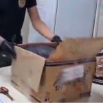 Un cargamento de droga que salió desde Guayaquil, en Ecuador, fue detectado por agentes de la Policía Nacional de España.