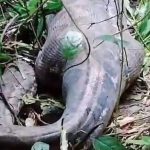 Hallan a una mujer dentro de una pitón, sucedió en Indonesia
