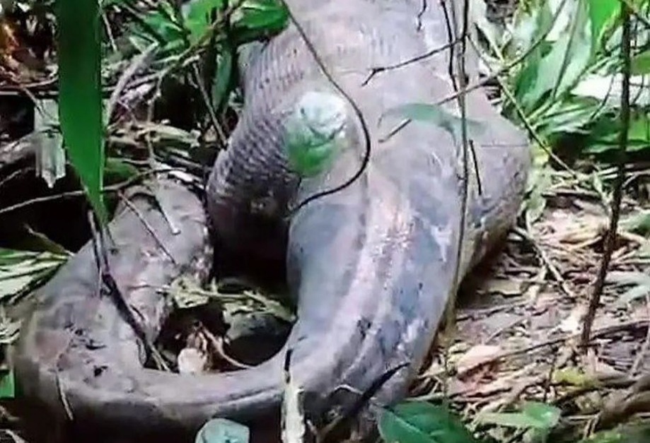 Hallan a una mujer dentro de una pitón, sucedió en Indonesia
