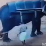 Hombre muere aplastado por elefante en India