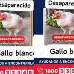 Búsqueda de un gallo se hace viral en redes sociales