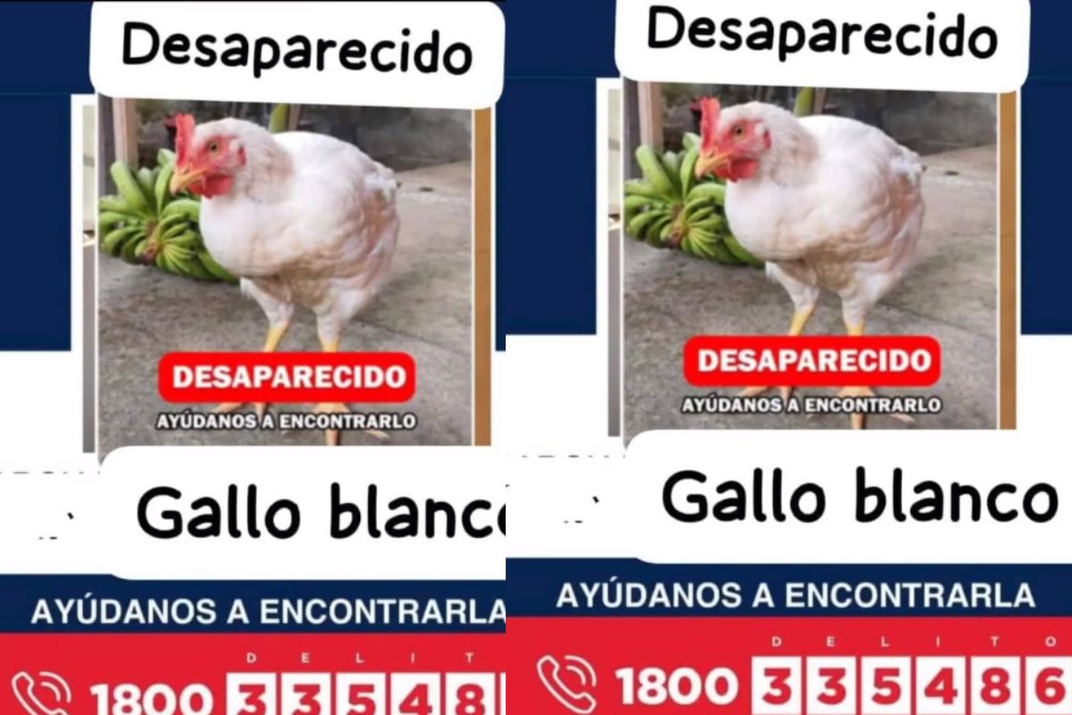 Búsqueda de un gallo se hace viral en redes sociales