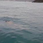 Cuerpo flotando en rada del muelle de San Mateo, en Manta