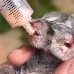 Nace gato con dos "cabezas" en Colombia