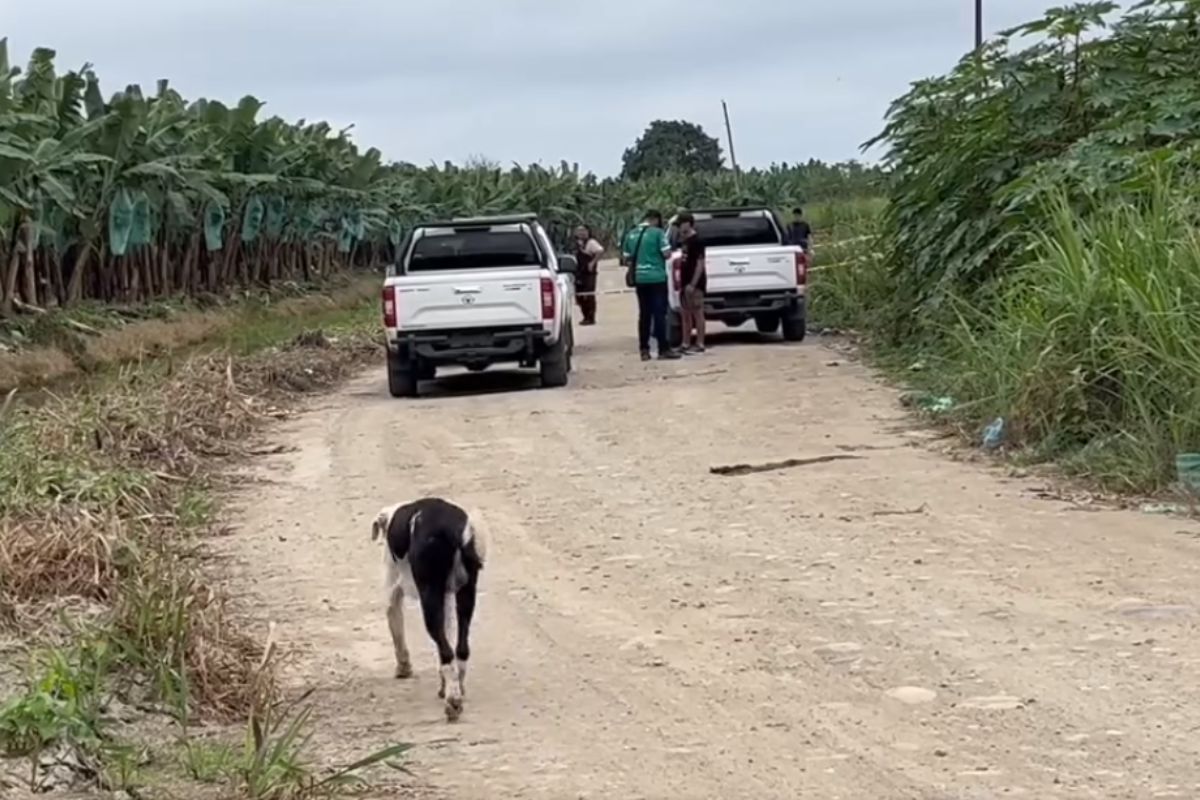 Un hombre degollado estaba en un basurero de Machala