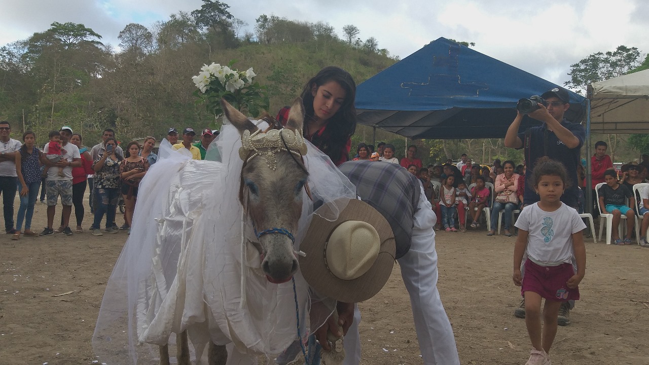 Elegirán a la burra más bonita en San Vicente, Manabí