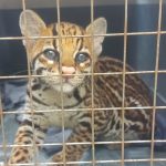 Especies de vida silvestre en riesgo por tráfico ilegal en amazonía de Ecuador
