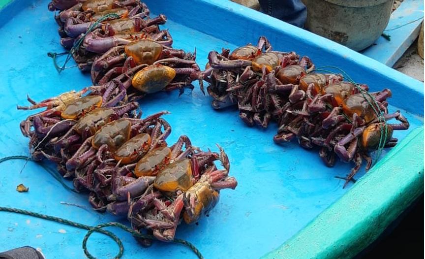 Veda del cangrejo rojo y azul tiene tres días en vigencia