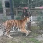 Una mujer se acerca a un tigre para acariciarlo