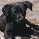 Un perrito es atacado durante un sicariato en Pascuales, Guayaquil