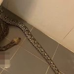 Una pitón le muerde los testículos a un hombre, sucedió en Tailandia