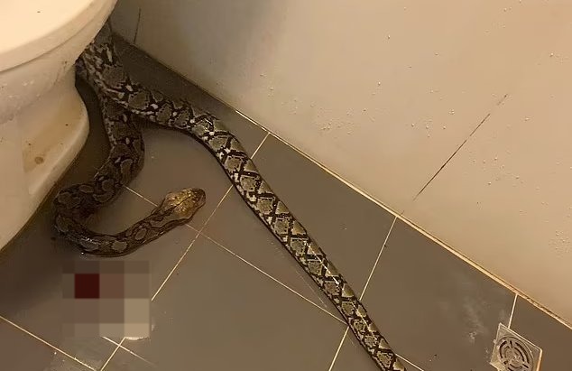 Una pitón le muerde los testículos a un hombre, sucedió en Tailandia