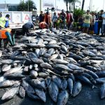 Atunes quedaron en la avenida Malecón de Manta