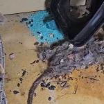 Arcsa encuentra rata en descomposición en restaurante de comida árabe de Guayaquil