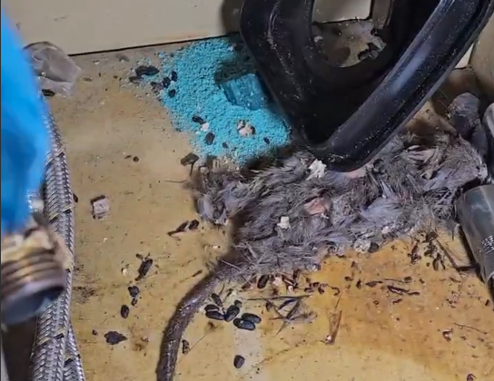 Arcsa encuentra rata en descomposición en restaurante de comida árabe de Guayaquil