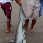 captan tiburón en Esmeraldas, Tonsupa