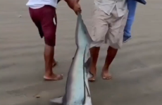 captan tiburón en Esmeraldas, Tonsupa