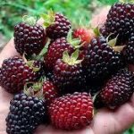 mora, la fruta que aumenta el deseo sexual