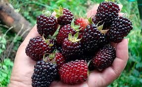 mora, la fruta que aumenta el deseo sexual