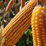 Un total de 95 mil toneladas de maíz duro y amarillo serán importadas, anunció el Gobierno de Ecuador.