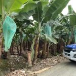 Un hombre descuartizado es hallado en Machala, El Oro