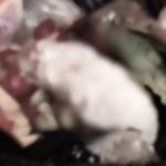 Personal de la Arcsa encuentra un perro muerto en local de comidas de Cuenca
