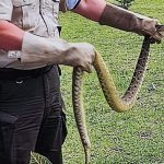 Encuentran una serpiente en el parque Jelen Tenka, en Santo Domingo