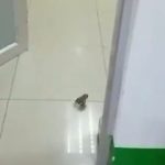 Captan a una rana en el hospital Teodoro Maldonado Carbo