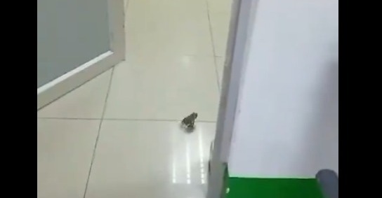 Captan a una rana en el hospital Teodoro Maldonado Carbo