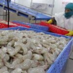 El sector camaronero del Ecuador podría sufrir una afectación de 75 millones de dólares mensuales, debido a los apagones.