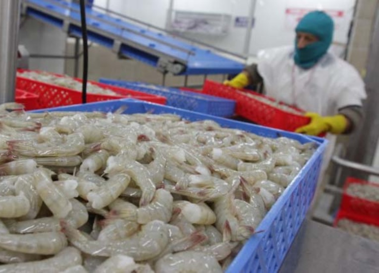 El sector camaronero del Ecuador podría sufrir una afectación de 75 millones de dólares mensuales, debido a los apagones.