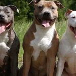 Tres pitbulls mataron a un presunto ladrón en Esmeraldas