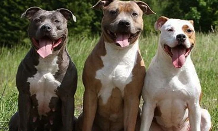 Tres pitbulls mataron a un presunto ladrón en Esmeraldas