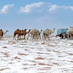El desierto de Al-Jawf en Arabia Saudita ha sido cubierto por un manto blanco de nieve, lo que ha llamado la atención mundial.