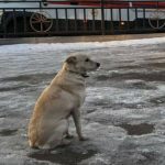 Una perrita se ha vuelto viral a través de redes sociales, quien no se mueve de la orilla de un lago completamente congelado.