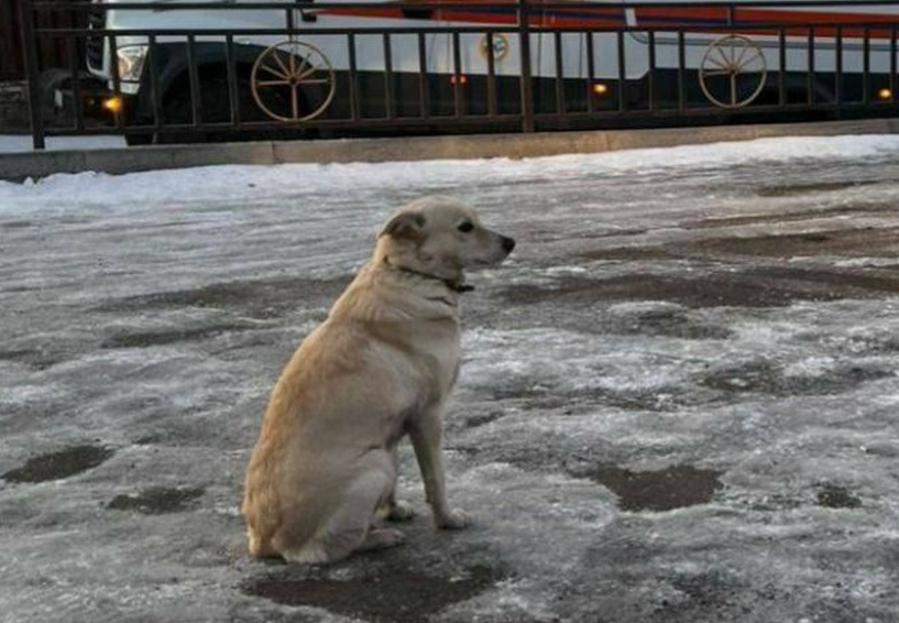Una perrita se ha vuelto viral a través de redes sociales, quien no se mueve de la orilla de un lago completamente congelado.