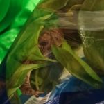 Encuentra una rana dentro de una funda de espinaca