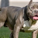 Tres perros american bully mataron a su dueño