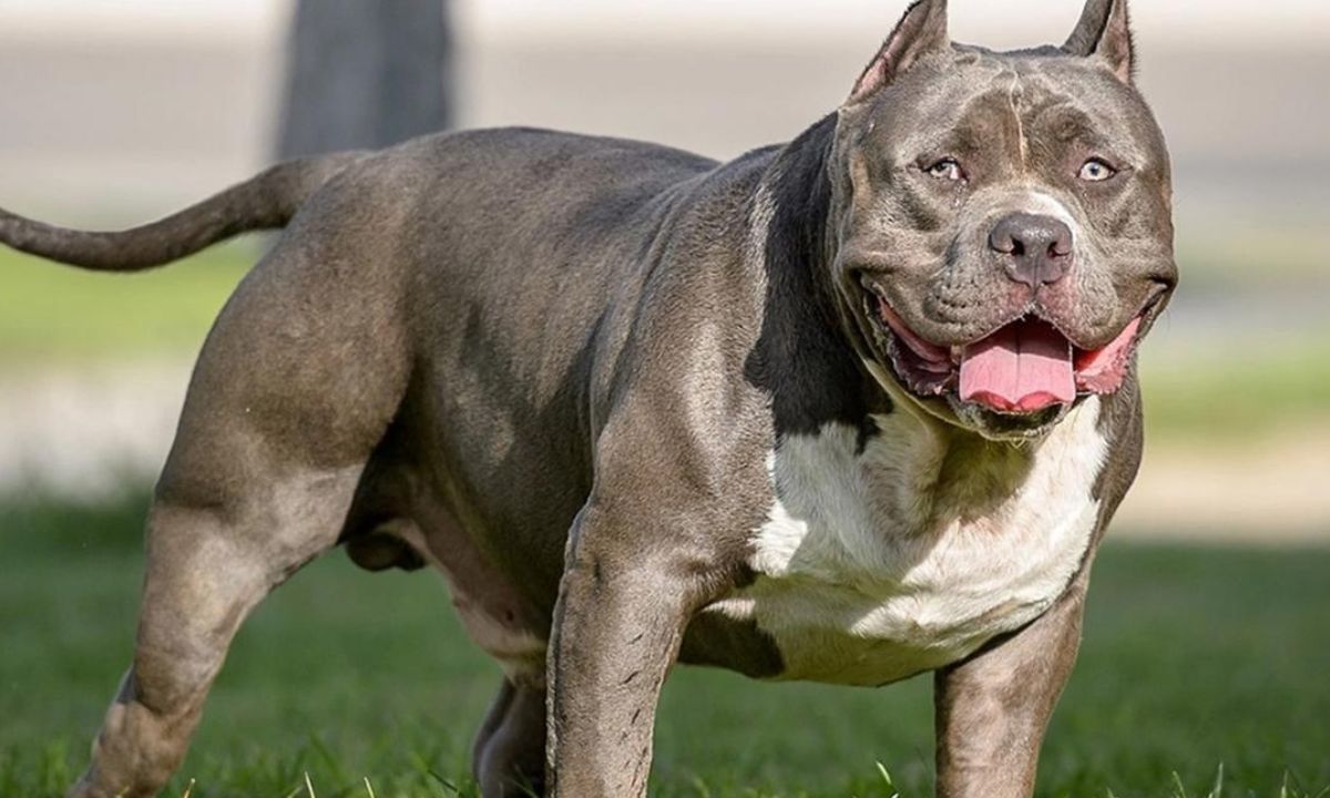 Tres perros american bully mataron a su dueño