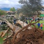 Dos niños murieron aplastados por un árbol en un parque de Cuenca, Azuay