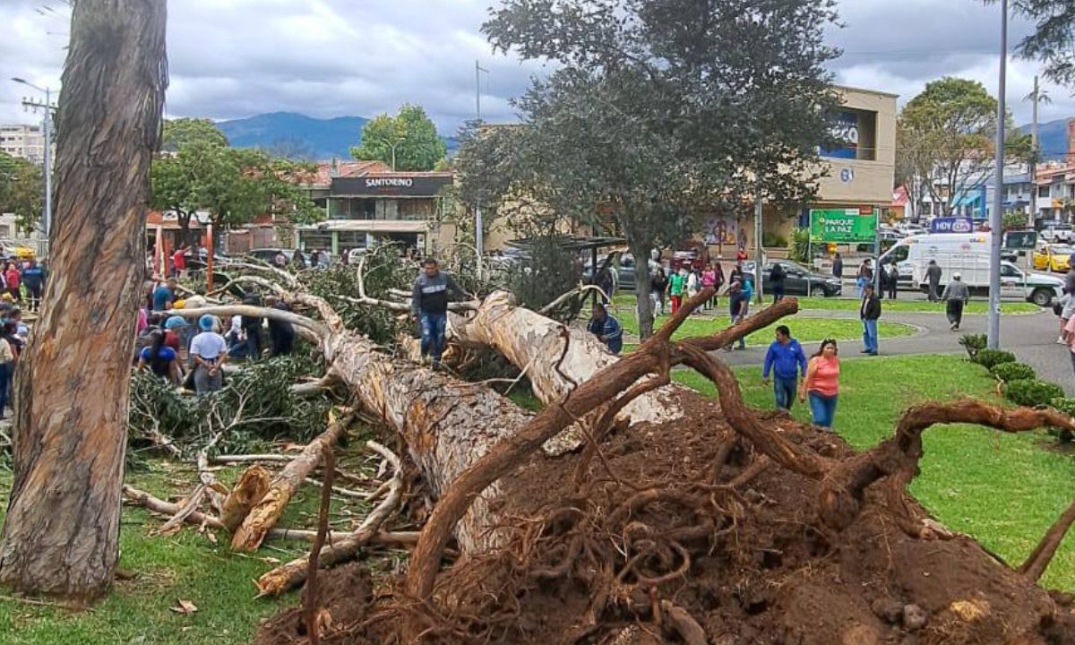Dos niños murieron aplastados por un árbol en un parque de Cuenca, Azuay
