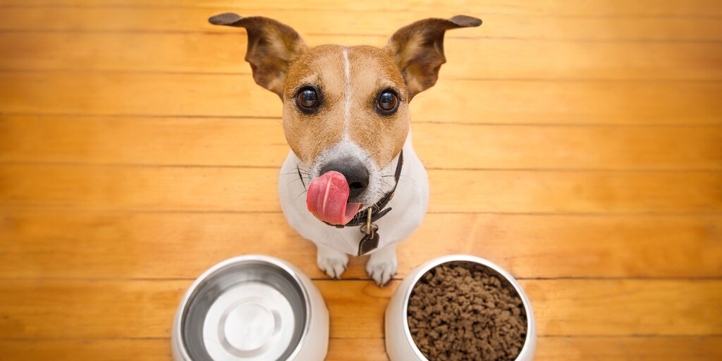Estos son los alimentos que no debes darle a tu perro.